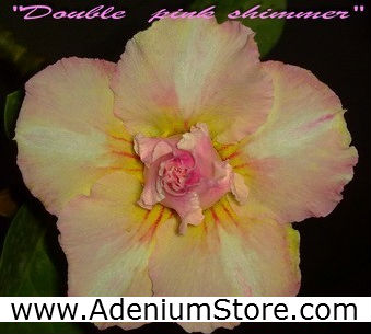 (image for) New Rare Adenium \'Double Pink Shimmer\' 5 Seeds